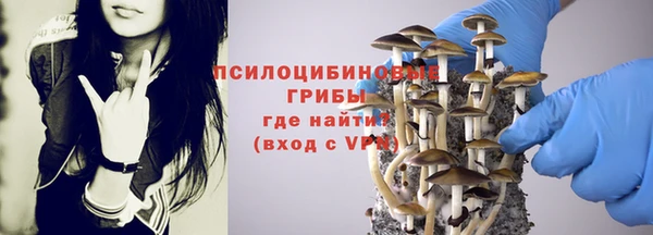 прущие грибы Магас
